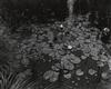 TICE, GEORGE (1938- ) ""Oak Tree, Holmdel, N.J."" * ""Aquatic Plants #1, Saddle River, N.J.""